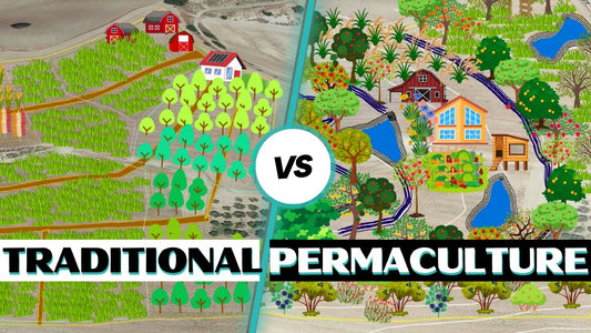 Traditional Farming vs Permaculture